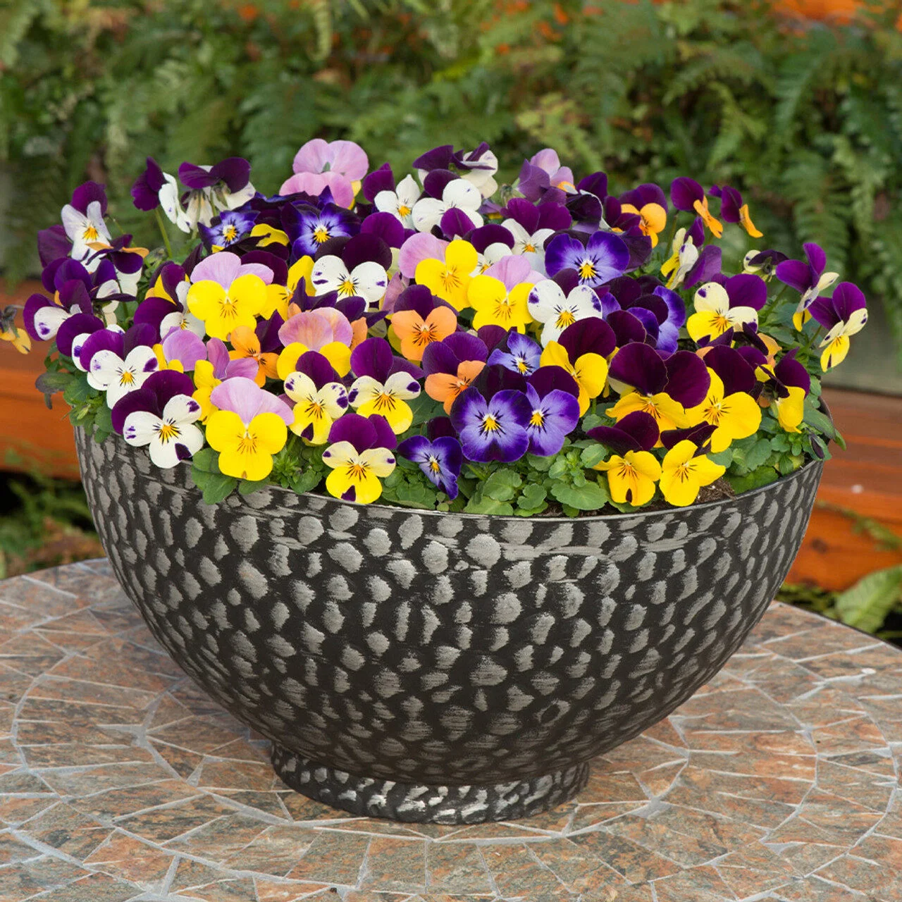 Viola Sorbet XP Mix