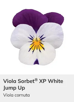 Viola Sorbet XP Mix