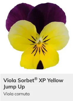 Viola Sorbet XP Mix