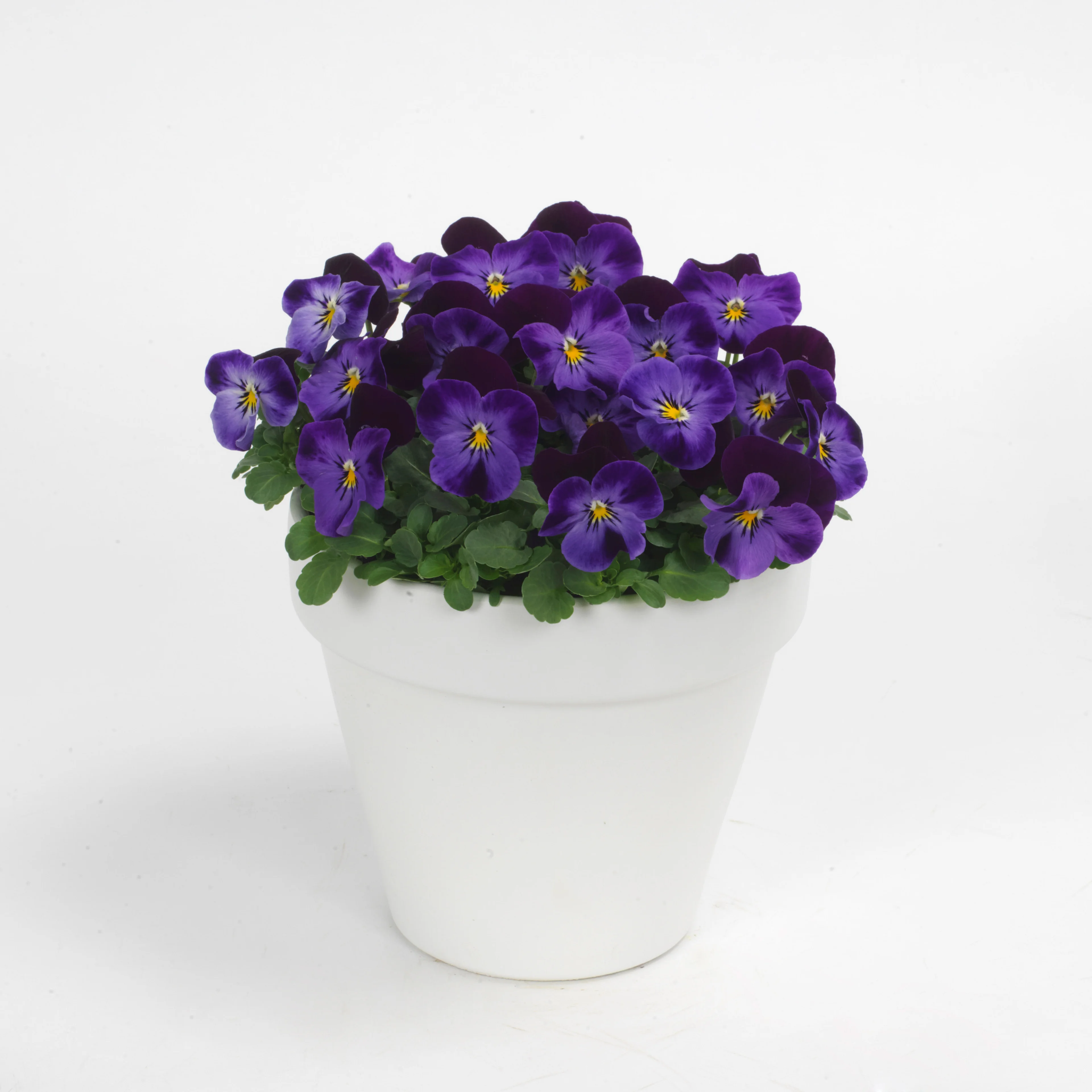 Viola Sorbet XP Mix