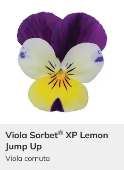 Viola Sorbet XP Mix