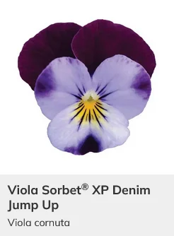 Viola Sorbet XP Mix
