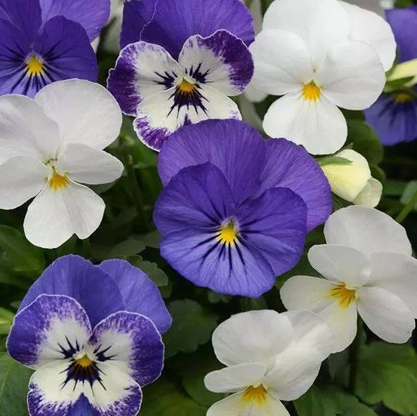 Viola Sorbet XP Mix