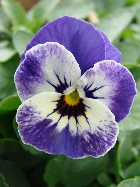 Viola Sorbet XP Mix