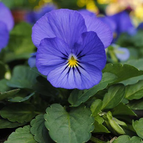 Viola Sorbet XP Mix