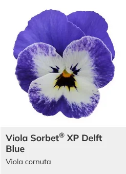 Viola Sorbet XP Mix