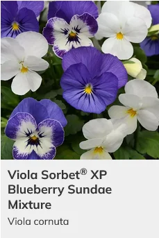 Viola Sorbet XP Mix