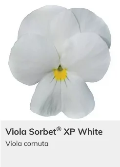 Viola Sorbet XP Mix