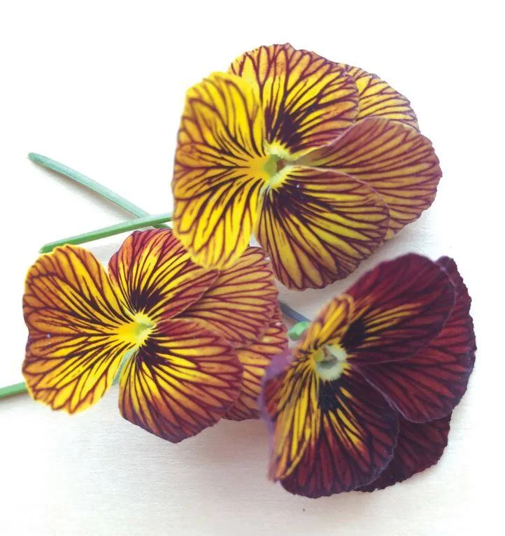 Viola Tiger Eye Red