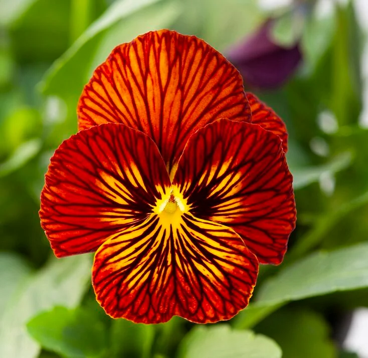 Viola Tiger Eye Red