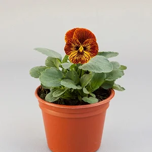 Viola Tiger Eye Red