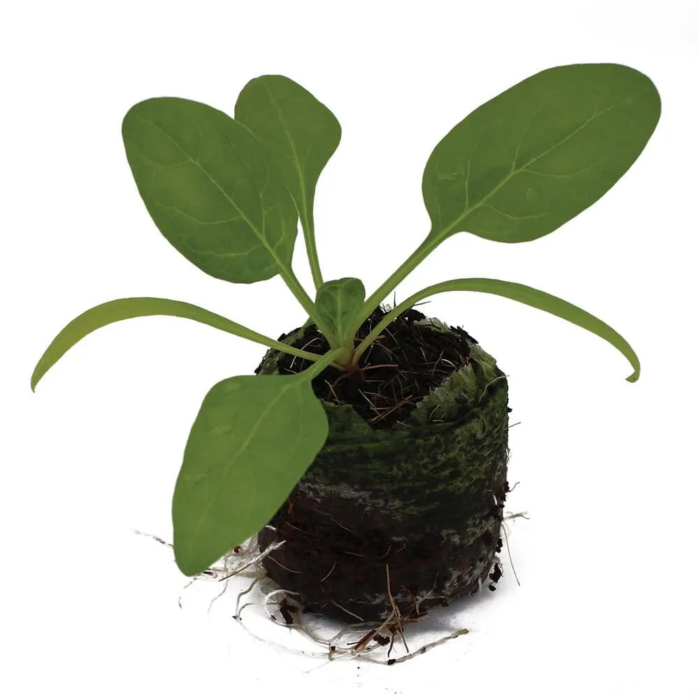 Spinach Space Organi