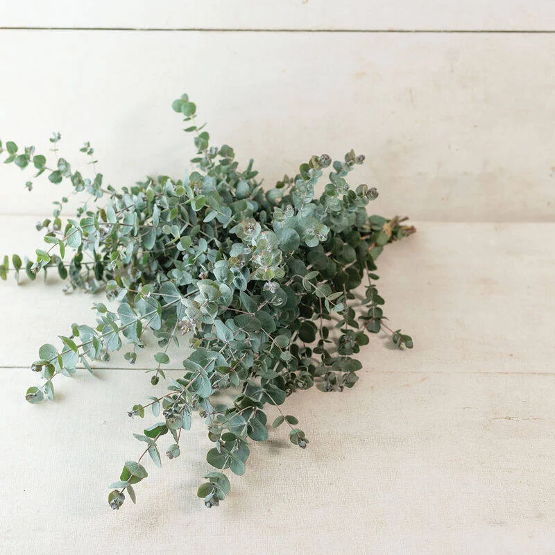 Eucalyptus Book-Leaf