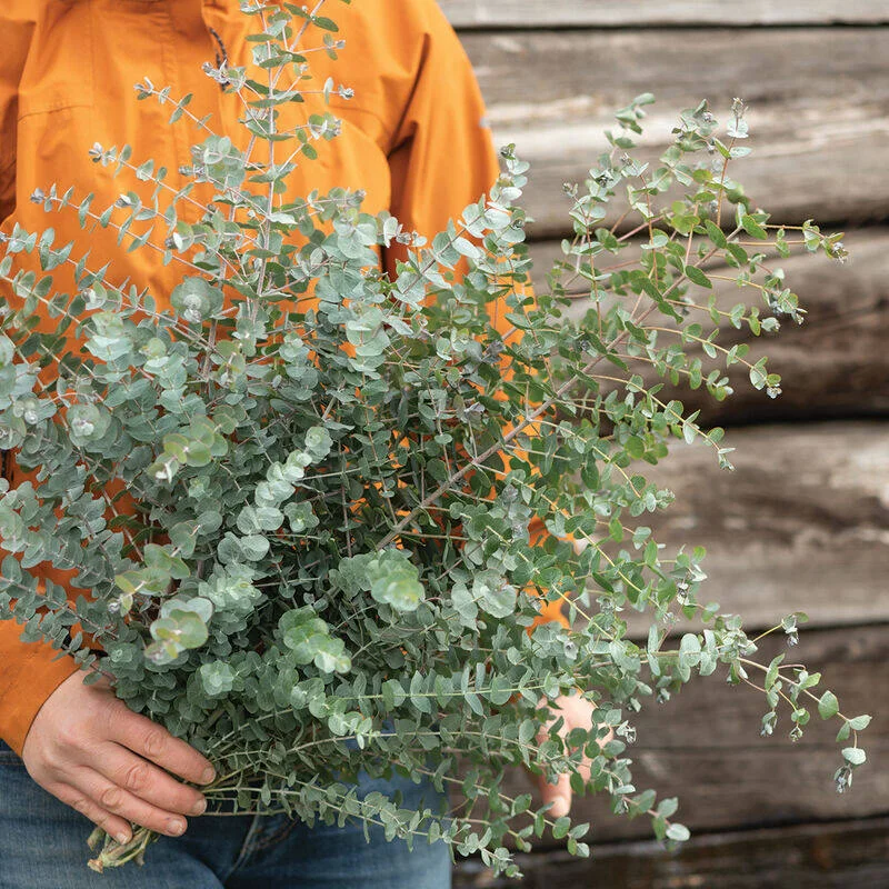 Eucalyptus Book-Leaf
