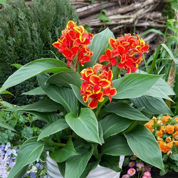 Canna Cannova Mix Se