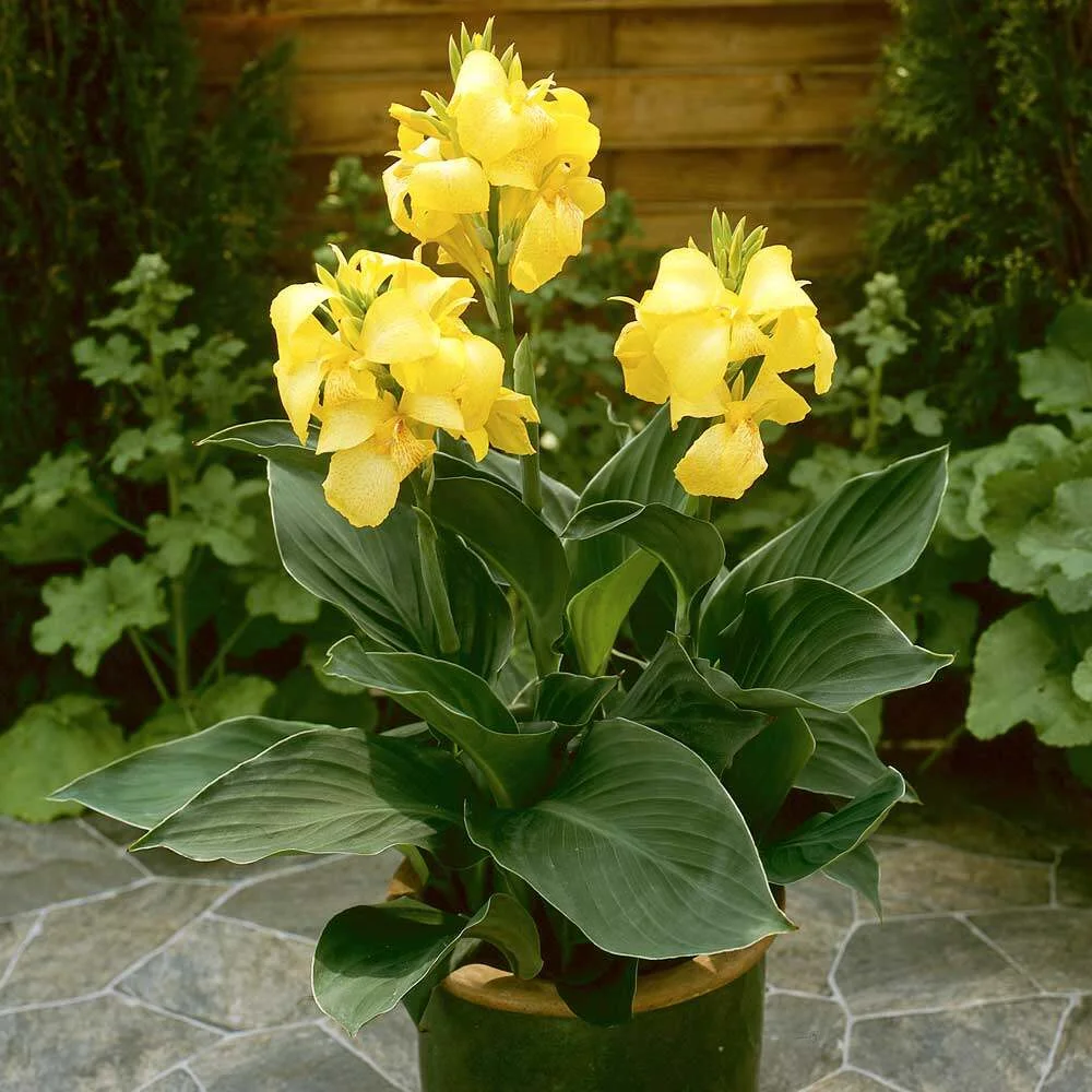 Canna Cannova Mix Se