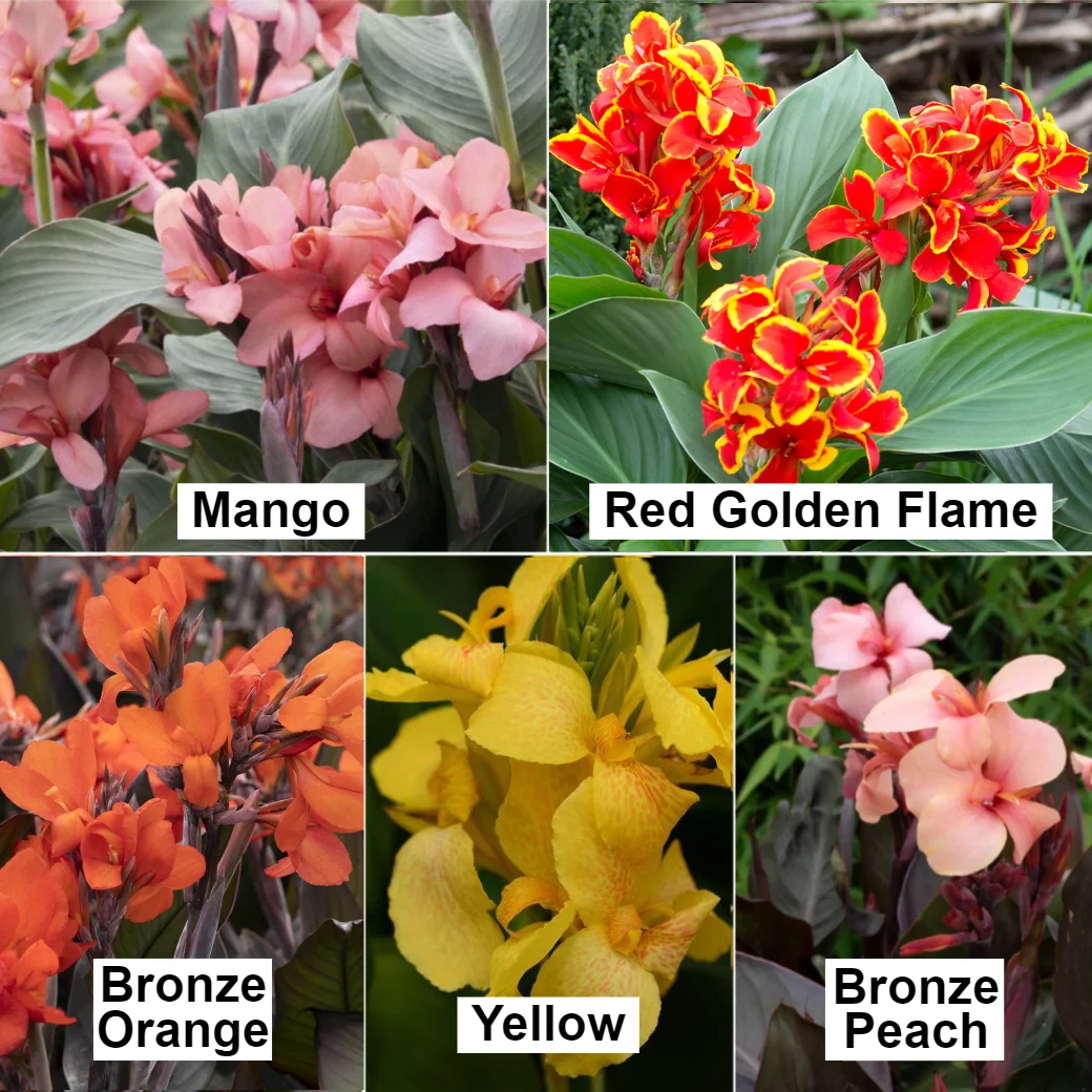 Canna Cannova Mix Se