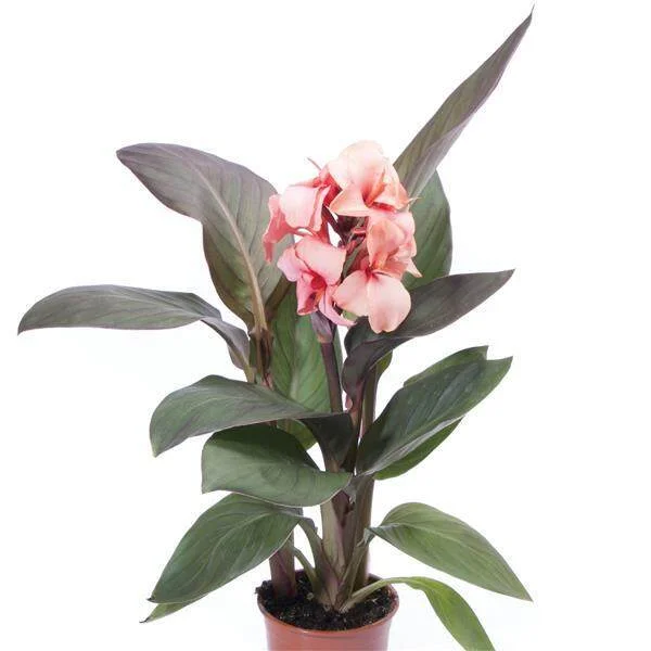 Canna Cannova Mix Se