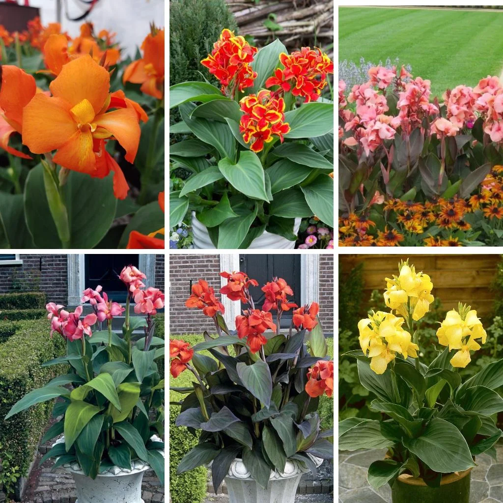 Canna Cannova Mix Se