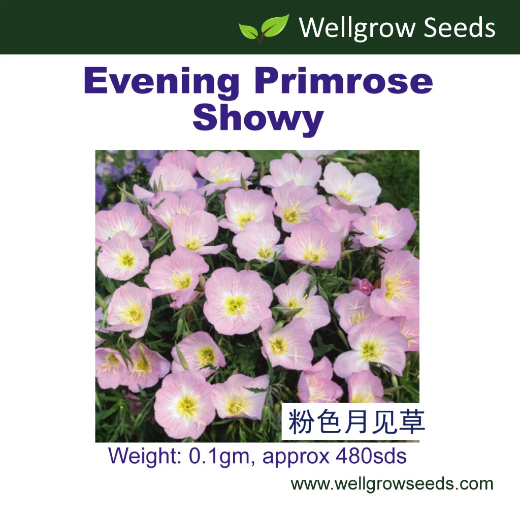 Evening Primrose Sho