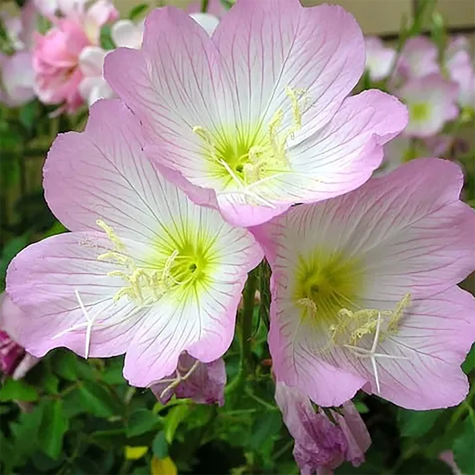 Evening Primrose Sho