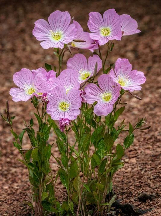 Evening Primrose Sho
