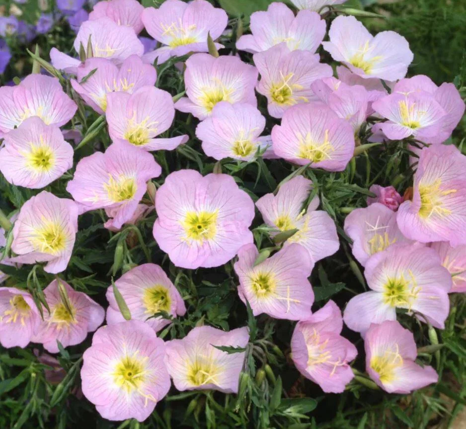 Evening Primrose Sho