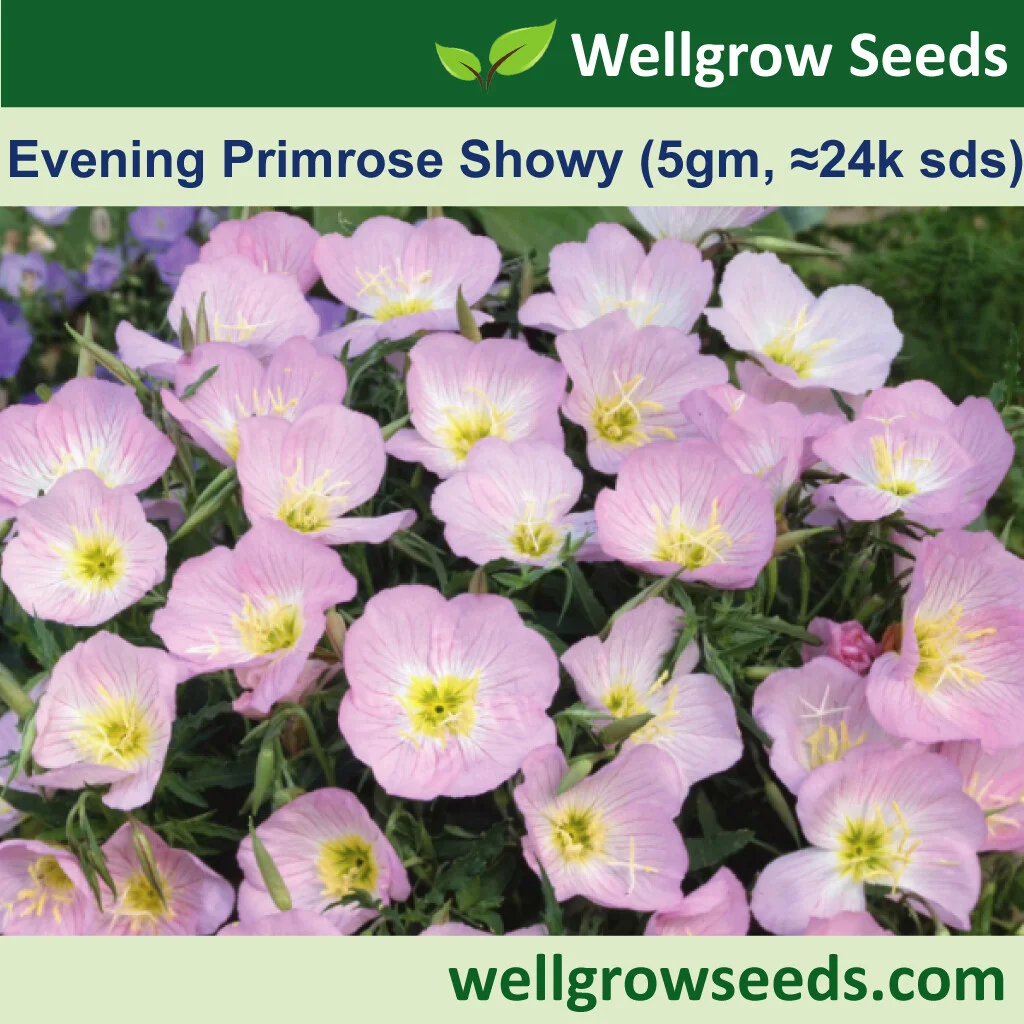 Evening Primrose Sho