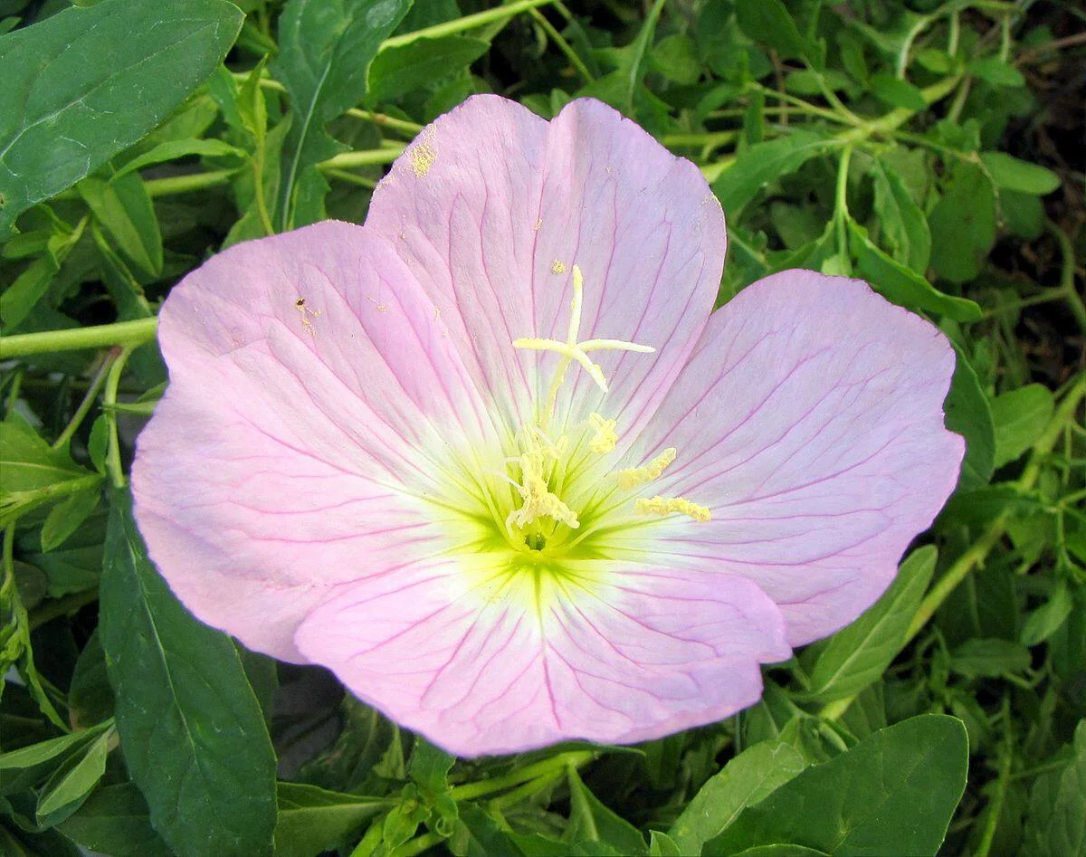 Evening Primrose Sho