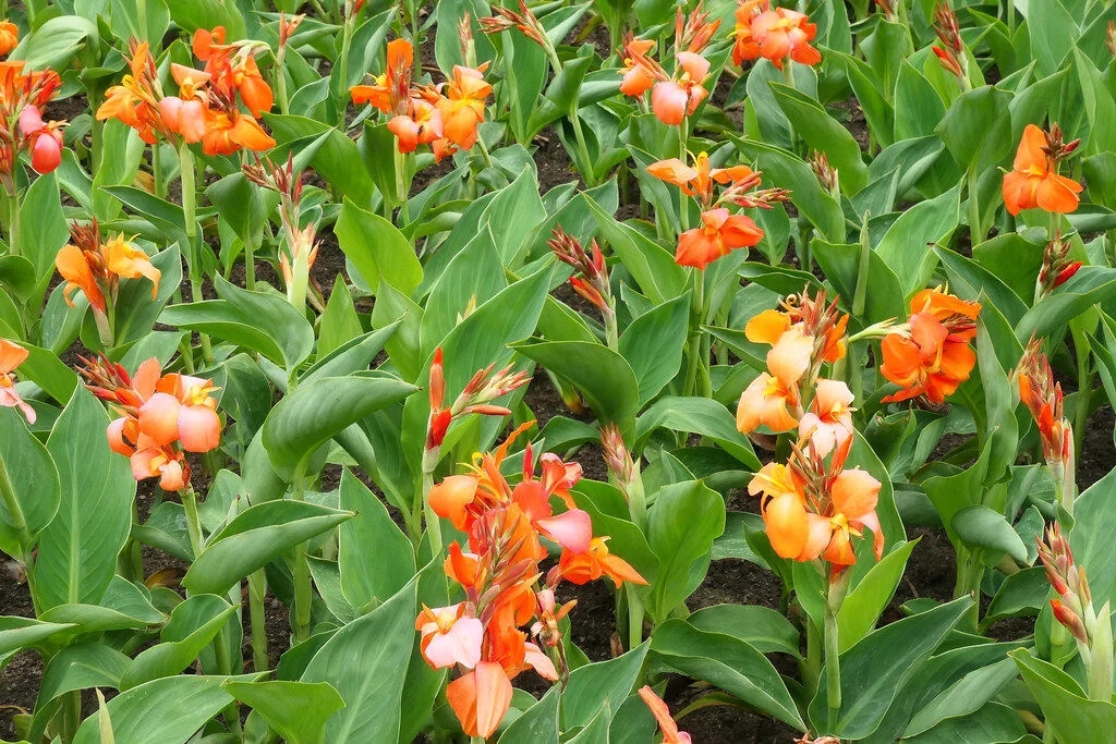 Canna Cannova Orange