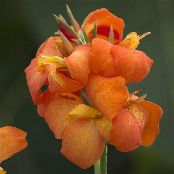 Canna Cannova Orange