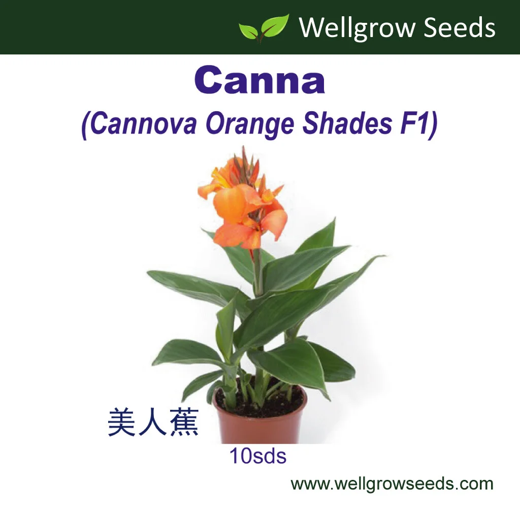 Canna Cannova Orange
