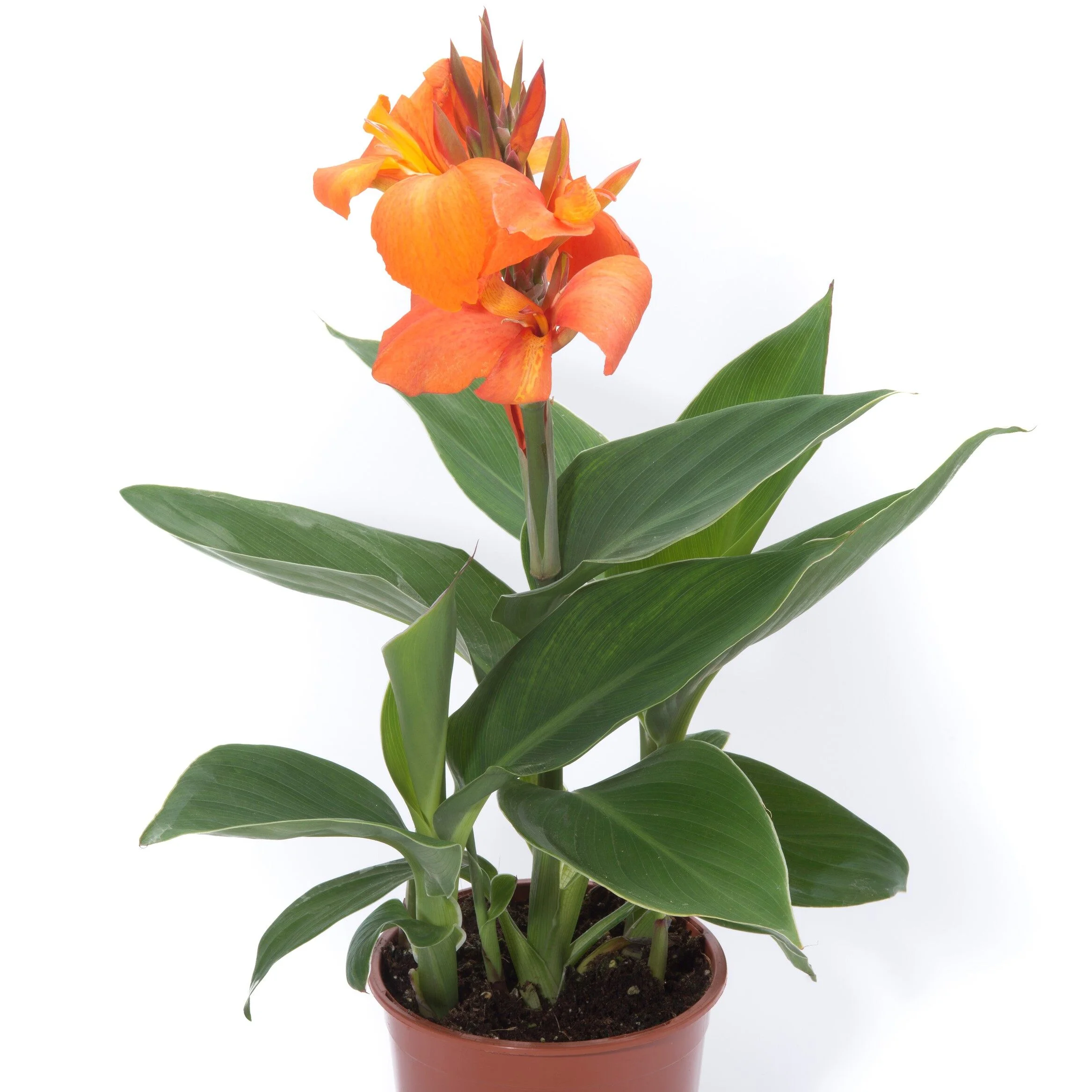 Canna Cannova Orange