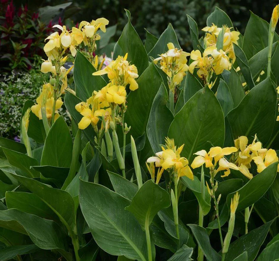 Canna Cannova Yellow