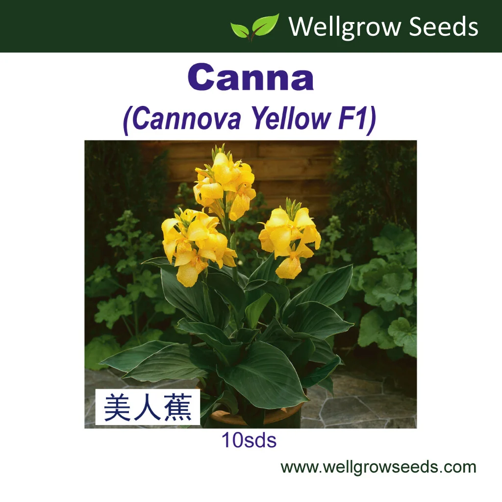 Canna Cannova Yellow