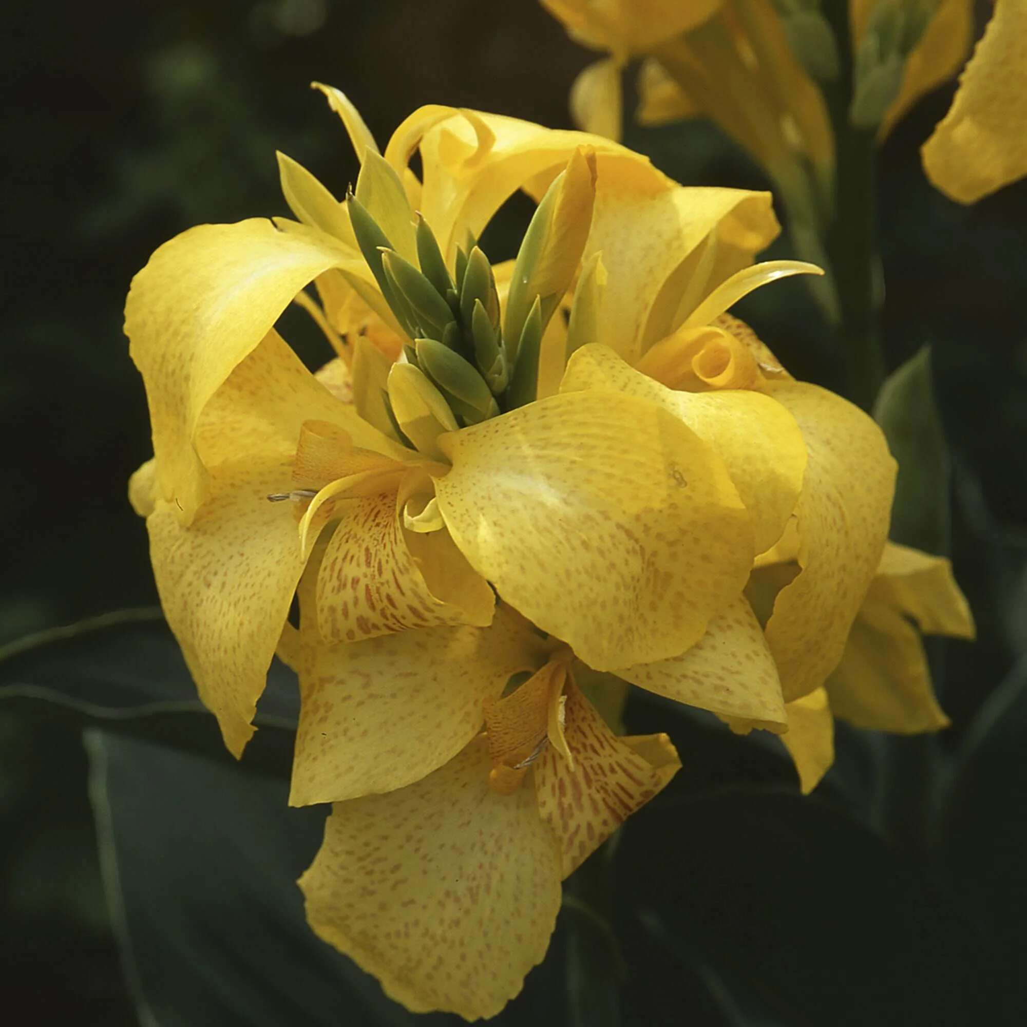 Canna Cannova Yellow