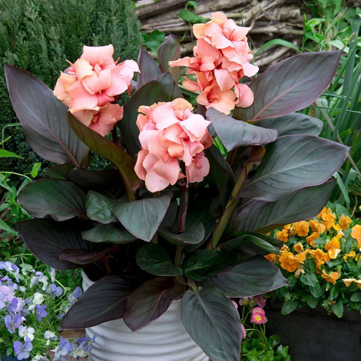 Canna Cannova Type B