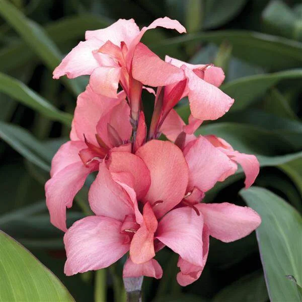 Canna Cannova Type B