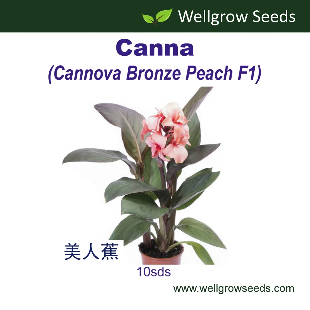 Canna Cannova Type B