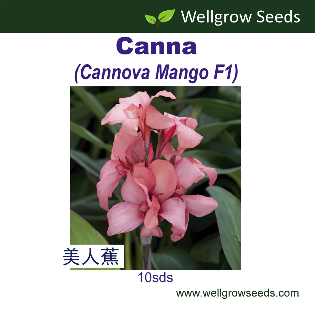 Canna Cannova Mango