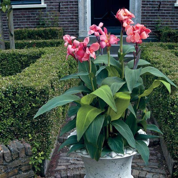 Canna Cannova Mango