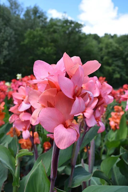 Canna Cannova Mango