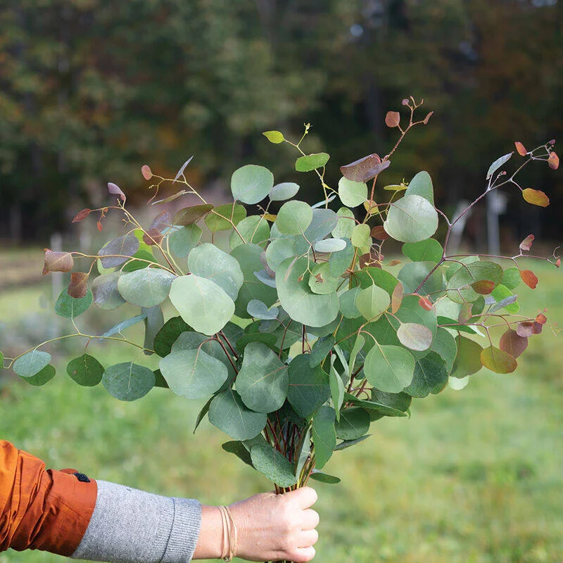 Eucalyptus Silver Pl