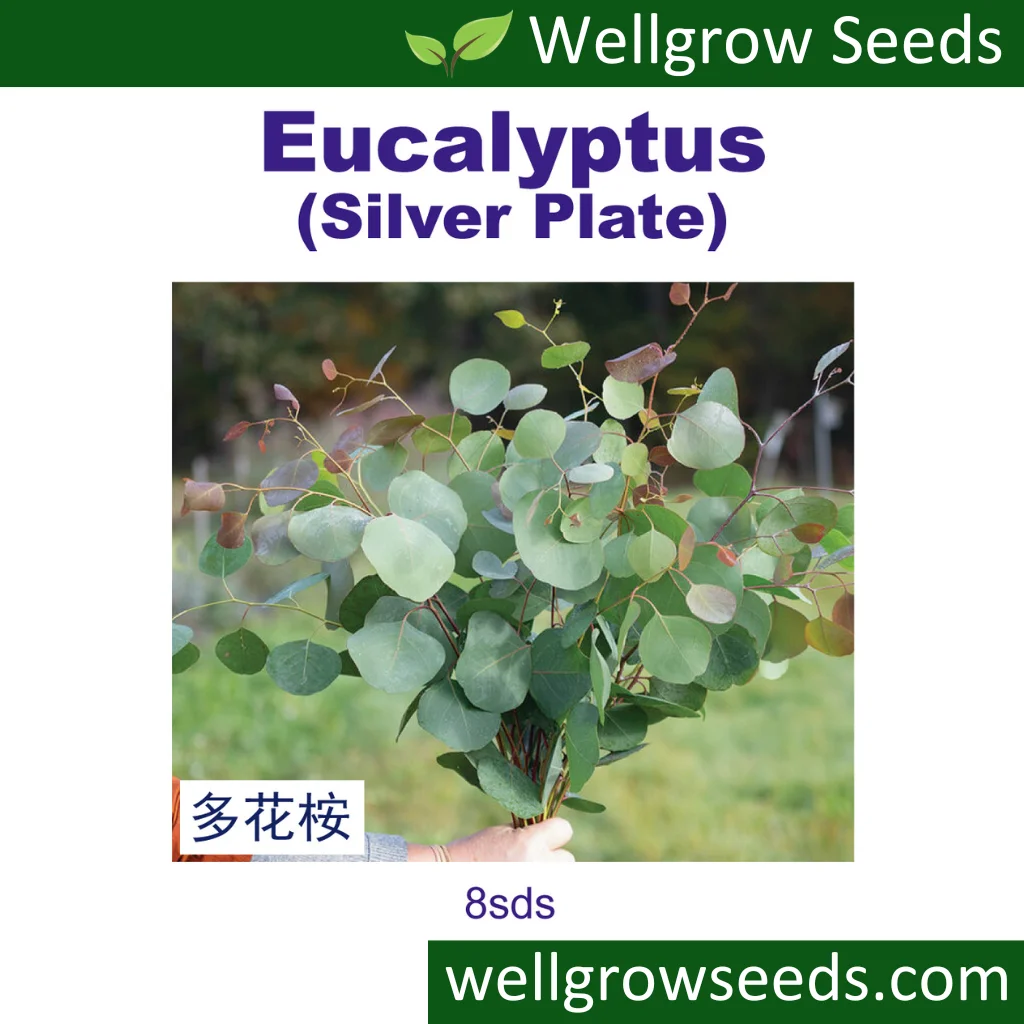 Eucalyptus Silver Pl