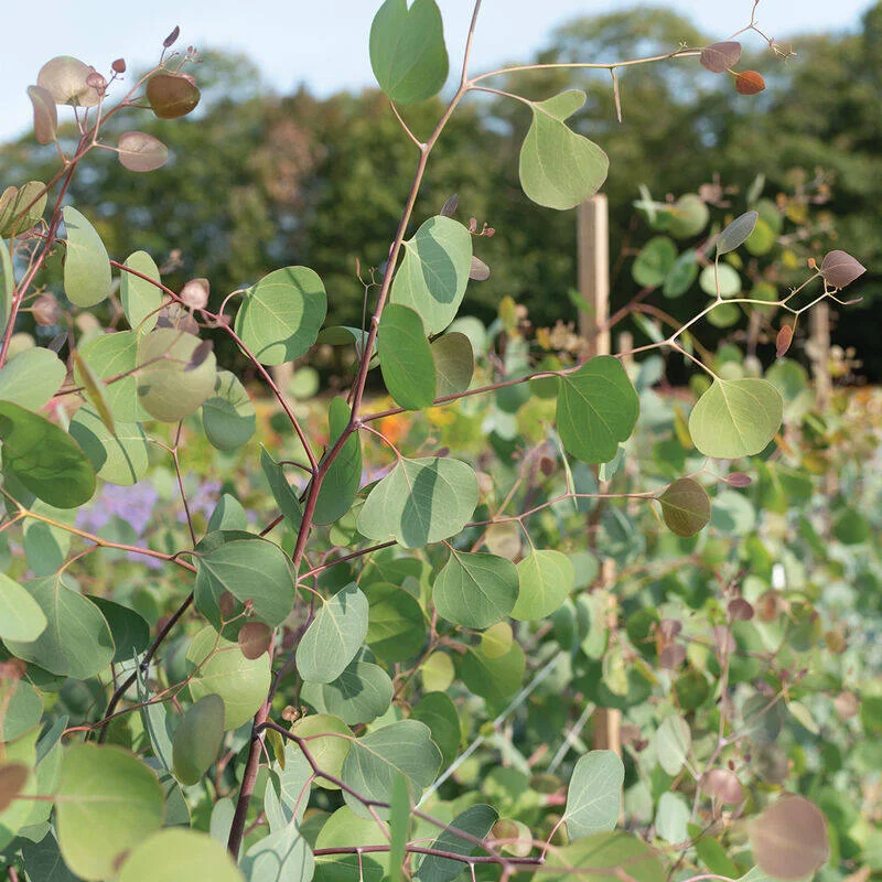 Eucalyptus Silver Pl