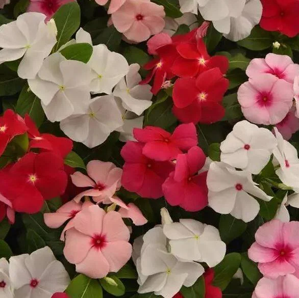 Vinca Titan-ium Mix