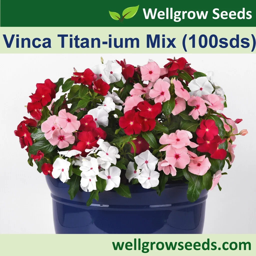 Vinca Titan-ium Mix
