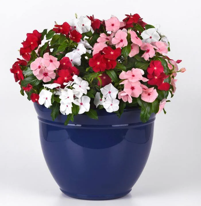 Vinca Titan-ium Mix