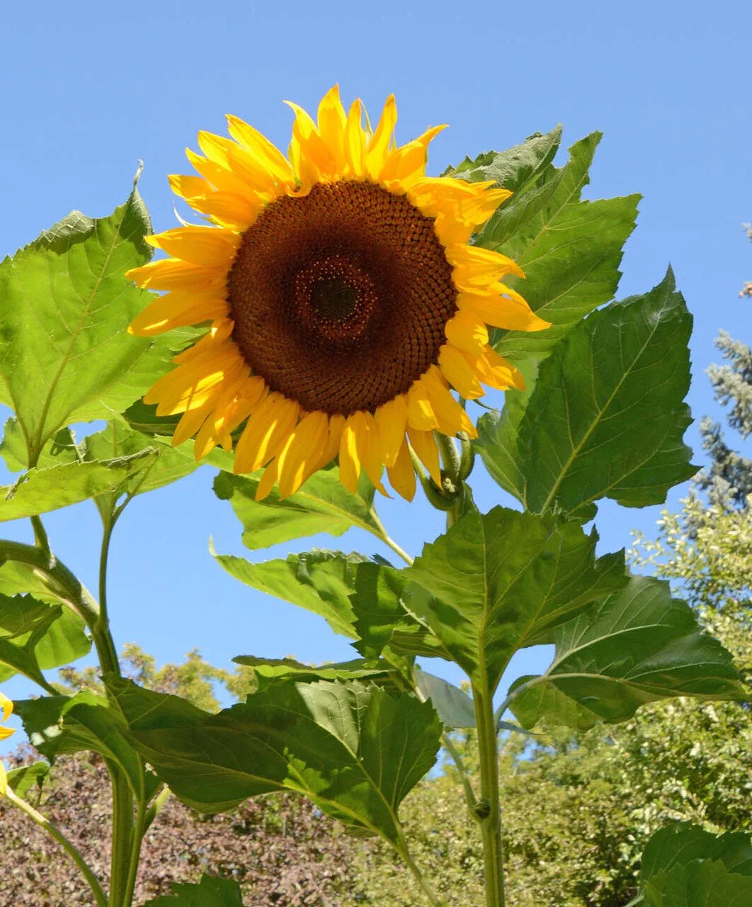 Sunflower Mongolian