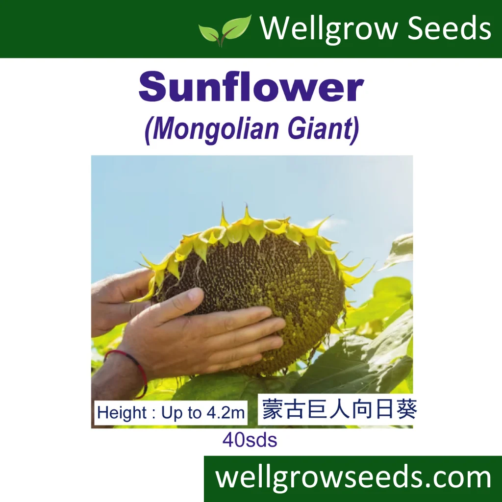 Sunflower Mongolian